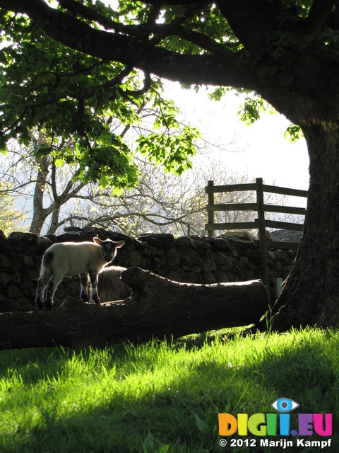 SX22166 Lamb on tree trunk Langdale Campsite, Lake District